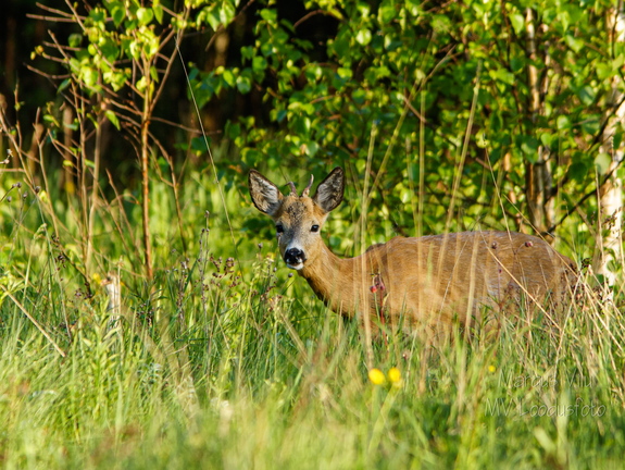   Metskits, ka kaber (Capreolus capreolus) 