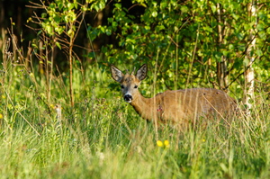   Metskits, ka kaber (Capreolus capreolus) 