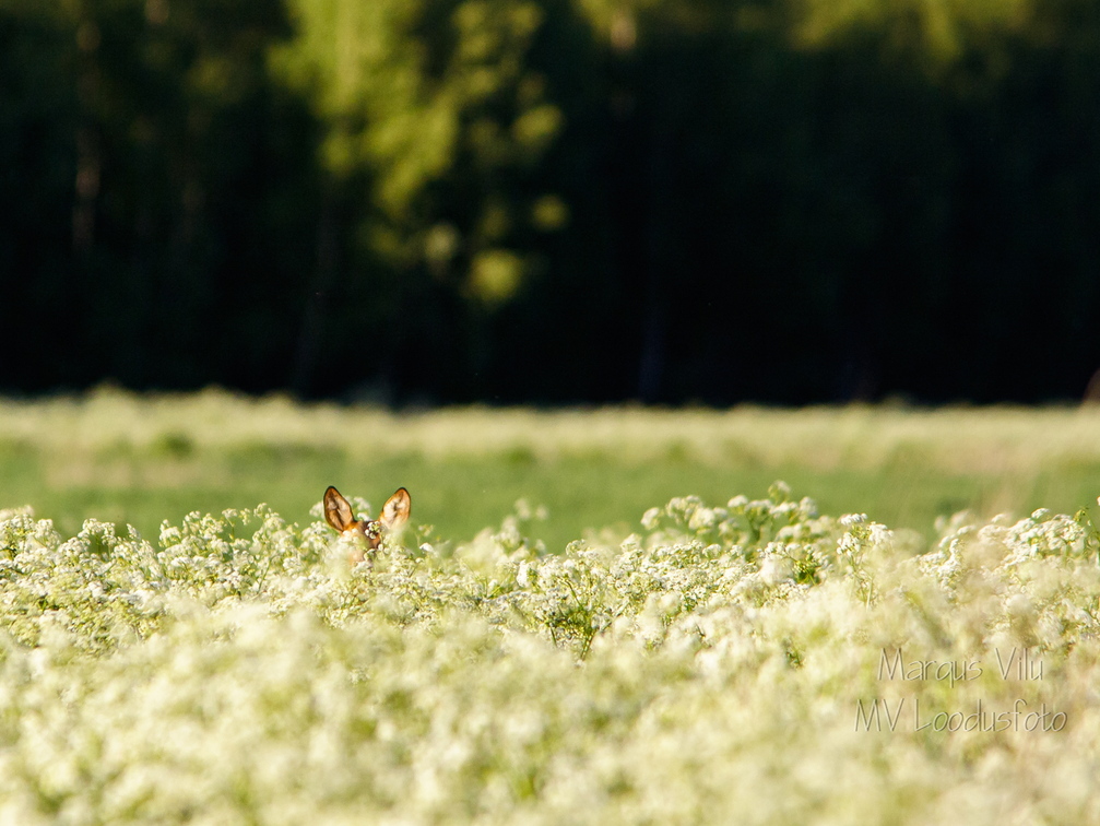  Kellegi kõrvad paistavad-  Metskits, ka kaber (Capreolus capreolus) 