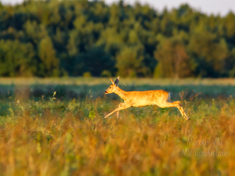   Metskits hüppel, ka kaber (Capreolus capreolus) 