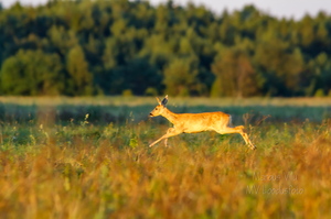   Metskits hüppel, ka kaber (Capreolus capreolus) 
