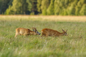  On jooksuaeg- Sokk kitse taga ajamas.  Metskits, ka kaber (Capreolus capreolus) 