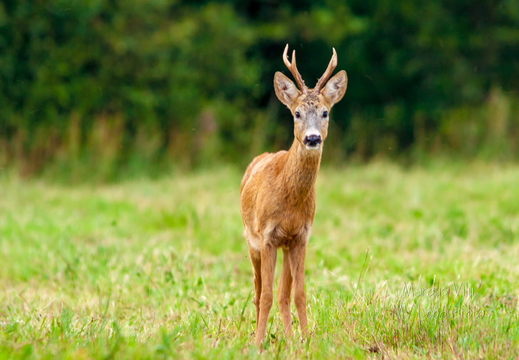  Kes seal on?  Metskits, ka kaber (Capreolus capreolus) 