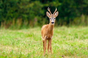  Kes seal on?  Metskits, ka kaber (Capreolus capreolus) 