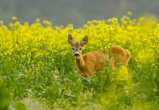  Metskits, ka kaber (Capreolus capreolus) 