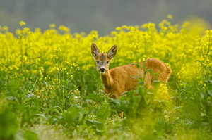   Metskits, ka kaber (Capreolus capreolus) 
