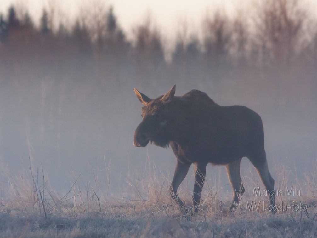  Põder sammub läbi udu