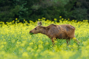 Põdra vasikas einestamas