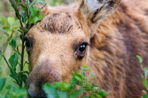 Noor põder piilumas