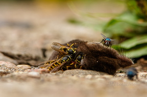  Herilaste pidusöök