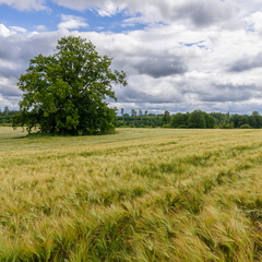  Üksik tamm keset viljapõldu