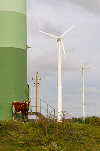  Lehm rohelist energiat toetamas