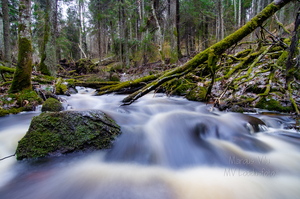 Mässlev oja sügavas metsas