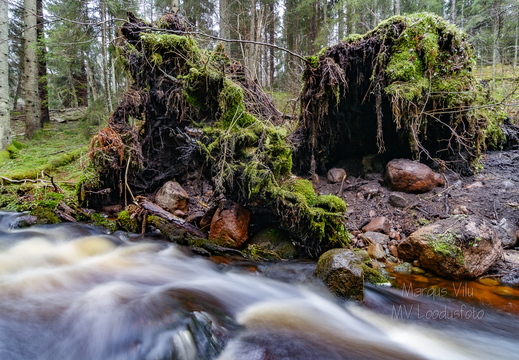 Ümber kukkunud puud oja ääres