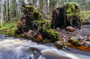Ümber kukkunud puud oja ääres