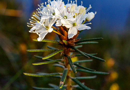  Sookail (Rhododendron tomentosum)