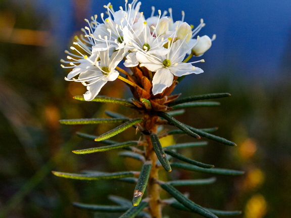  Sookail (Rhododendron tomentosum)