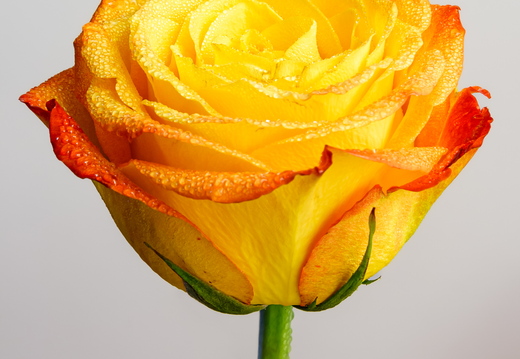   Portree punakas-kollasest roosist