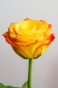   Portree punakas-kollasest roosist