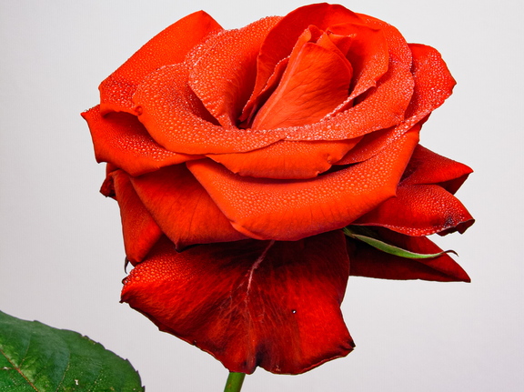  Portree punasest roosist