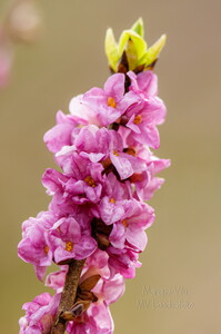  Harilik näsiniin (Daphne mezereum)