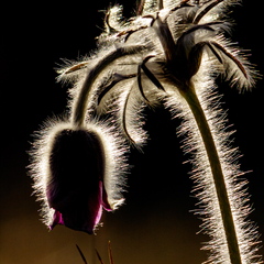  Aas-karukell (Pulsatilla pratensis) karvad