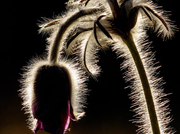  Aas-karukell (Pulsatilla pratensis) karvad