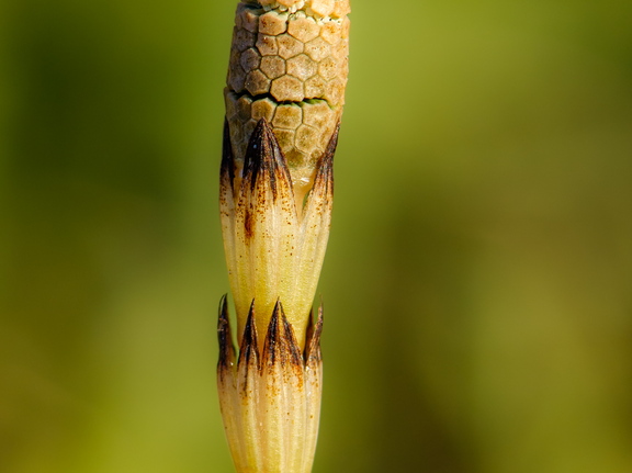  Põldosi (Equisetum arvense) 