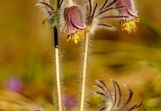  Aas-karukell (Pulsatilla pratensis)