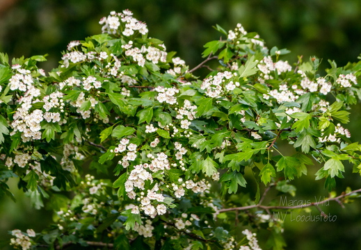  Harilik viirpuu (Crataegus rhipidophylla)