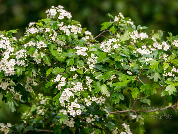  Harilik viirpuu (Crataegus rhipidophylla)
