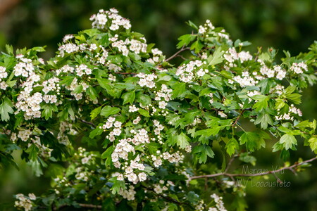  Harilik viirpuu (Crataegus rhipidophylla)