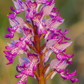 Hall käpp (Orchis militaris)