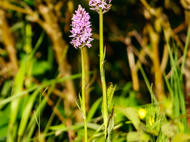 Vööthuul-sõrmkäpp (Dactylorhiza fuchsii)
