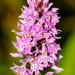 Vööthuul-sõrmkäpp (Dactylorhiza fuchsii)