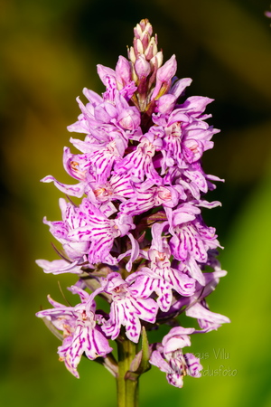 Vööthuul-sõrmkäpp (Dactylorhiza fuchsii)