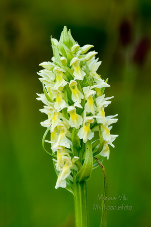 Kollakas sõrmkäpp (Dactylorhiza incarnata subsp. ochroleuca)