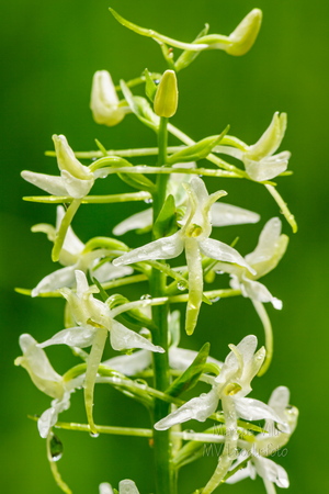   Ööviiuli ehk kahelehelise käokeele (Platanthera bifolia) õied