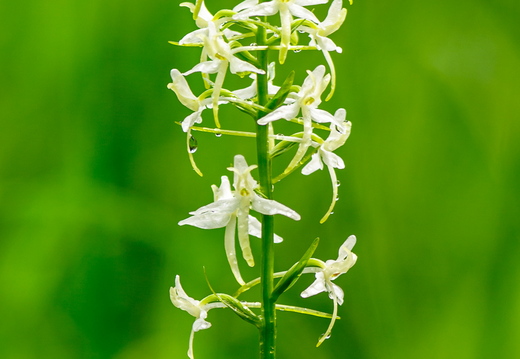   Ööviiul ehk kaheleheline käokeel (Platanthera bifolia)