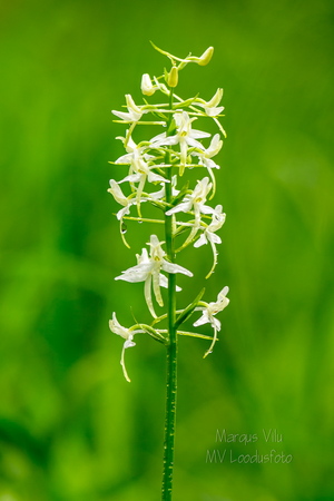   Ööviiul ehk kaheleheline käokeel (Platanthera bifolia)