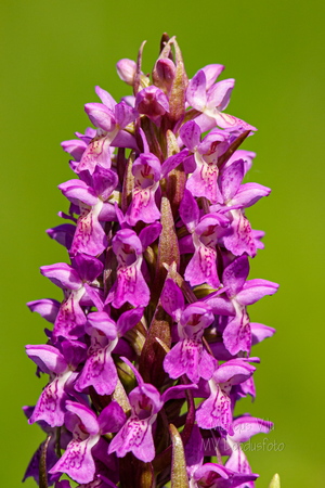 Kahkjaspunane sõrmkäpp (Dactylorhiza incarnata)