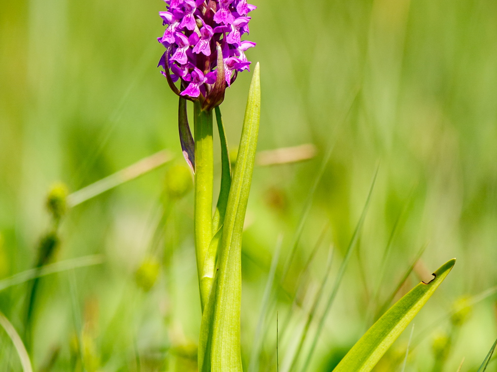 Kahkjaspunane sõrmkäpp (Dactylorhiza incarnata)