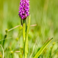 Kahkjaspunane sõrmkäpp (Dactylorhiza incarnata)