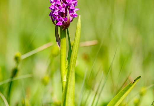 Kahkjaspunane sõrmkäpp (Dactylorhiza incarnata)