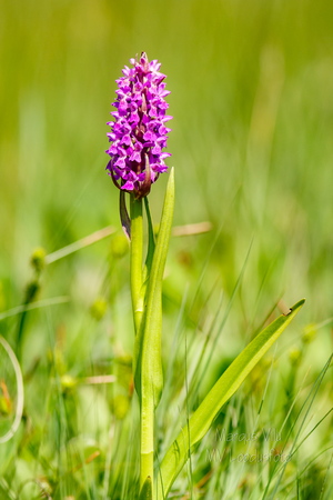 Kahkjaspunane sõrmkäpp (Dactylorhiza incarnata)