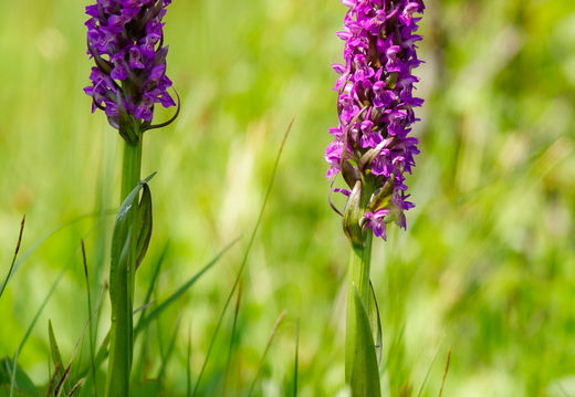 Kahkjaspunane sõrmkäpp (Dactylorhiza incarnata)