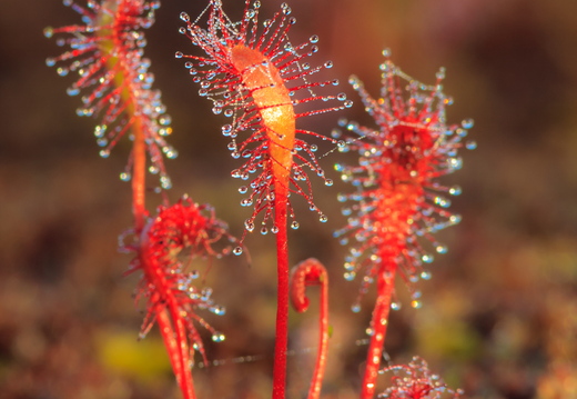  Pikeleheline huulhein