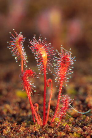  Pikeleheline huulhein