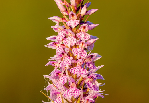 Vööthuul-sõrmkäpp (Dactylorhiza fuchsii)