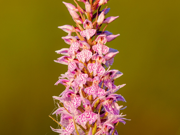 Vööthuul-sõrmkäpp (Dactylorhiza fuchsii)